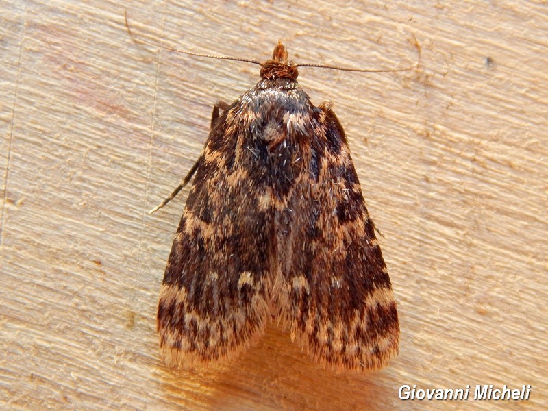 Falena da ID - Aglossa caprealis